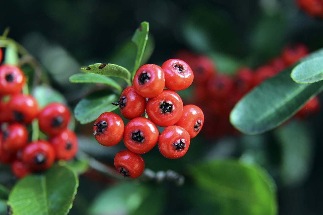 球职业生涯 球职业生涯